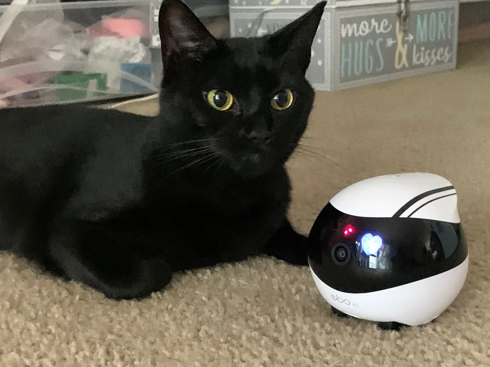 Smart Cameras: Best Tech Gadgets for Cats
